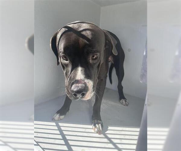 Medium Photo #1 American Pit Bull Terrier Puppy For Sale in Houston, TX, USA