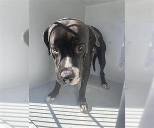 American Pit Bull Terrier Dogs for adoption in Houston, TX, USA