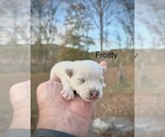 Puppy Frosty West Highland White Terrier