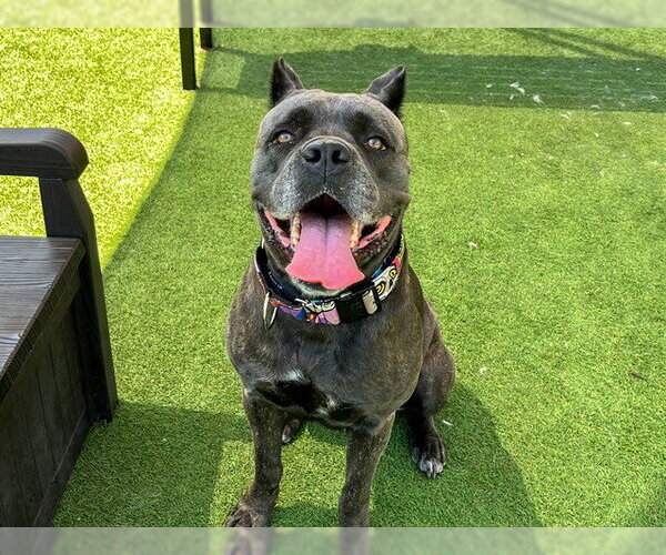 Medium Photo #1 Mutt Puppy For Sale in Orange, CA, USA