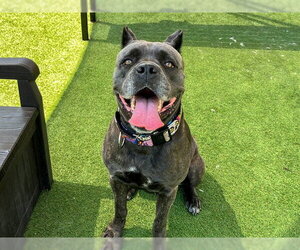 Mutt Dogs for adoption in Orange, CA, USA