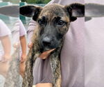Small #18 Mutt