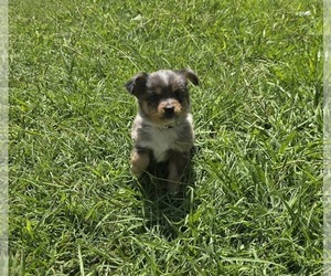 Miniature Australian Shepherd Puppy for sale in ARLINGTON, TX, USA