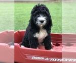 Small Photo #1 Bernedoodle Puppy For Sale in BOWLING GREEN, KY, USA