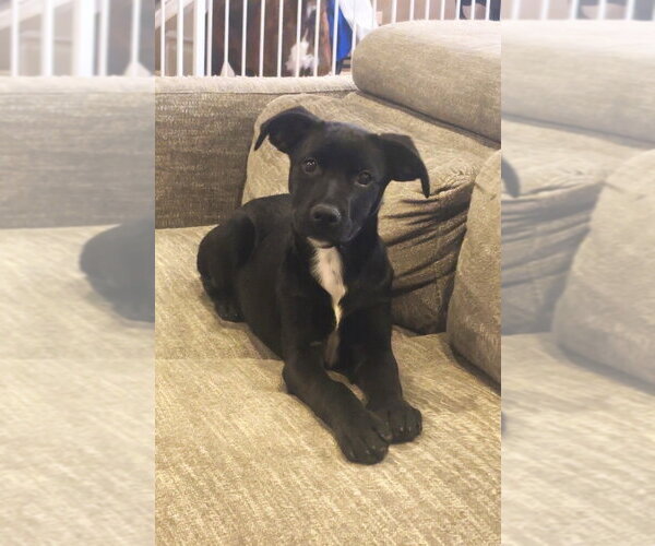 Medium Photo #4 Labrottie Puppy For Sale in Lakewood, CO, USA