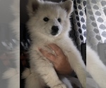 Small Photo #1 American Eskimo Dog Puppy For Sale in OREGON CITY, OR, USA