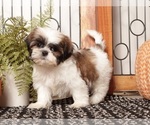 Puppy 1 Shih Tzu