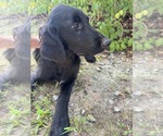 Small Flat Coated Retriever-Golden Retriever Mix