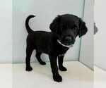 Small Photo #39 Aussiedoodle-Labradoodle Mix Puppy For Sale in BRYANTOWN, MD, USA