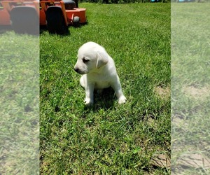 Labrador Retriever Puppy for sale in LEBANON, MO, USA