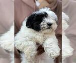 Image preview for Ad Listing. Nickname: Havanese