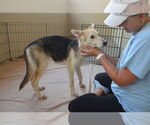 Small #2 German Shepherd Dog Mix