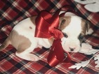 Small Photo #2 American Bulldog Puppy For Sale in BERYL, AR, USA