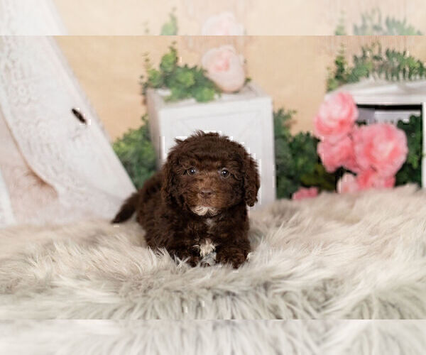 Medium Photo #2 Goldendoodle-Poodle (Miniature) Mix Puppy For Sale in WARSAW, IN, USA