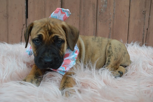 Medium Photo #3 Boerboel Puppy For Sale in HONEY BROOK, PA, USA