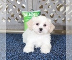 Small ShihPoo