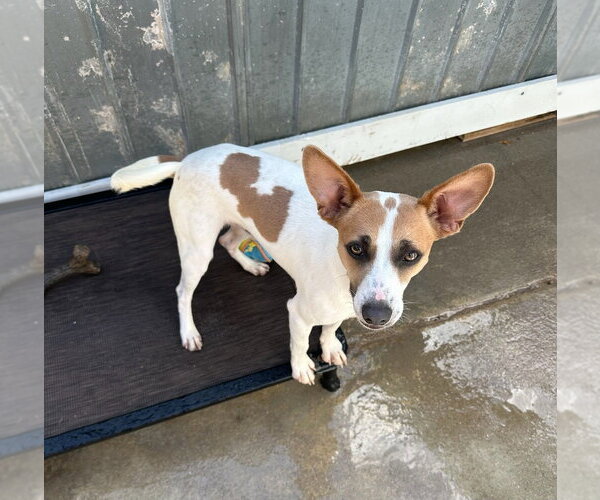 Medium Photo #4 Mutt Puppy For Sale in Oak Bluffs, MA, USA