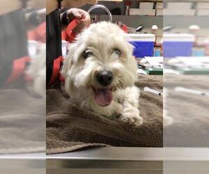 Maltese Dogs for adoption in Riverside, CA, USA