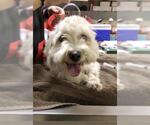 Small Maltese