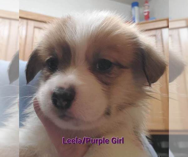 Medium Photo #7 Pembroke Welsh Corgi Puppy For Sale in KINGMAN, AZ, USA