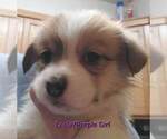 Small Photo #7 Pembroke Welsh Corgi Puppy For Sale in KINGMAN, AZ, USA