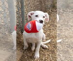 Small #6 Boxer-Dalmatian Mix