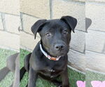 Small #1 Labrador Retriever Mix