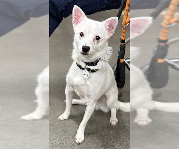 Medium Photo #1 Chihuahua-Unknown Mix Puppy For Sale in Forestville, MD, USA