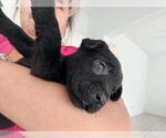 Small #1 Chocolate Labrador retriever Mix