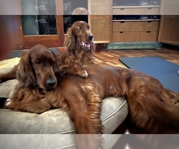 Medium Photo #2 Irish Setter Puppy For Sale in KALAHEO, HI, USA