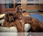 Small #1 Irish Setter
