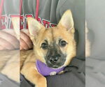 Small #1 Pembroke Welsh Corgi Mix
