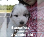 Small Photo #36 Great Pyrenees Puppy For Sale in HILLSVILLE, VA, USA