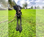 Small #10 Labrador Retriever Mix