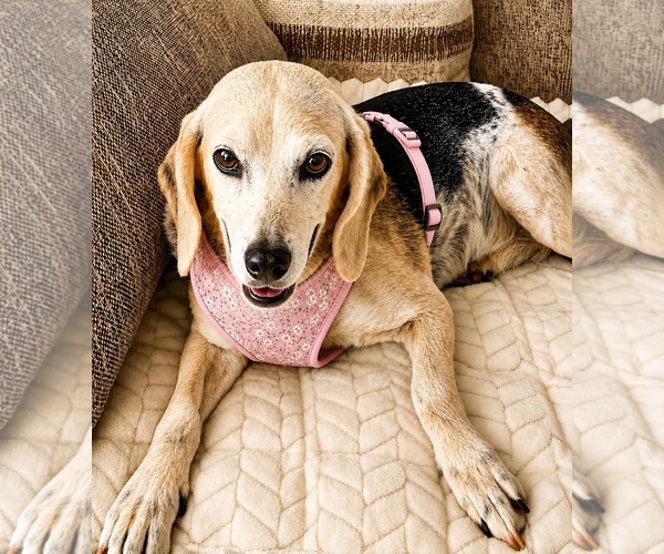 Medium Photo #1 Beagle Puppy For Sale in Dunnellon, FL, USA