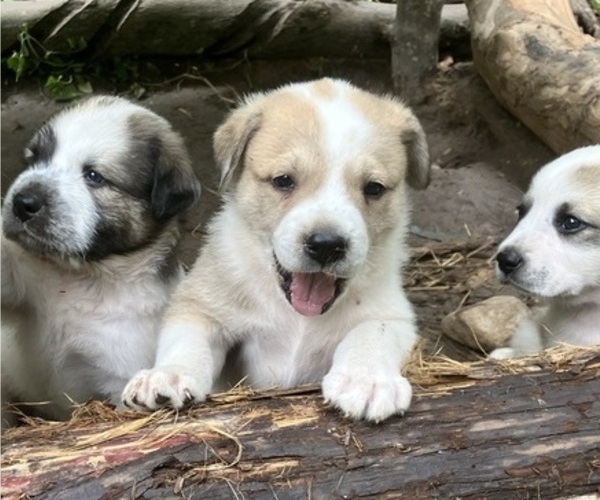 Medium Photo #6 Anatolian Pyrenees Puppy For Sale in MECHANICSVILLE, MD, USA