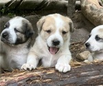 Chase - Male Anatolian Pyrenees Puppy for Sale - Photo #6