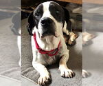 Small #2 Basset Hound Mix