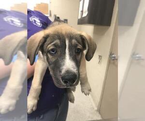 Gerberian Shepsky Dogs for adoption in Conroe, TX, USA
