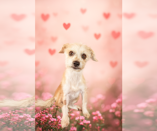 Medium Photo #2 Border Terrier Puppy For Sale in Menifee, CA, USA
