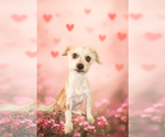 Small #1 Border Terrier