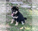 Small Photo #2 Shiba Inu Puppy For Sale in AVA, MO, USA