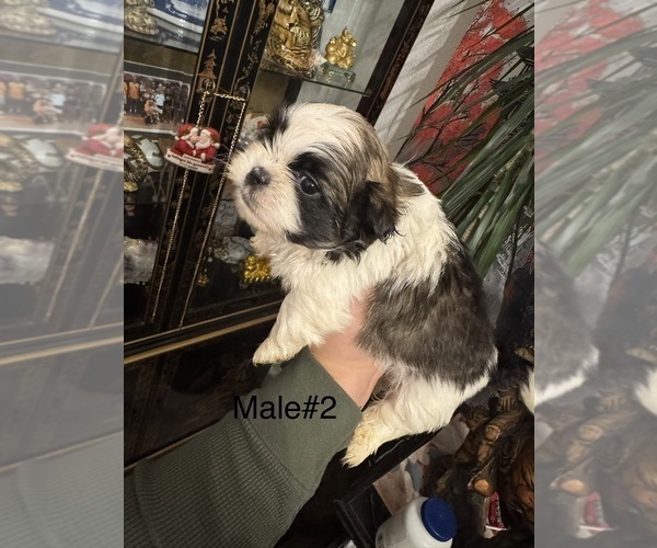 Medium Photo #1 Shih Tzu Puppy For Sale in ROCK ISLAND, IL, USA