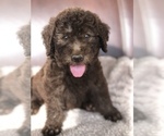 Small Photo #8 Labradoodle Puppy For Sale in JARRELL, TX, USA