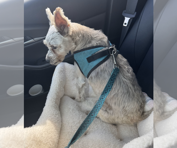 Medium Photo #2 Mutt Puppy For Sale in Lenoir, NC, USA