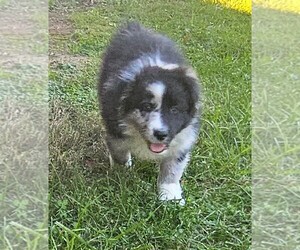 Australian Shepherd Puppy for sale in NELSON, VA, USA