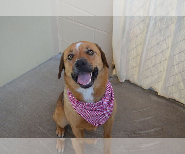 Medium Photo #3 Mastiff-Unknown Mix Puppy For Sale in McKinney, TX, USA