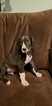 Small Photo #2 Great Dane Puppy For Sale in CHIPPEWA FALLS, WI, USA