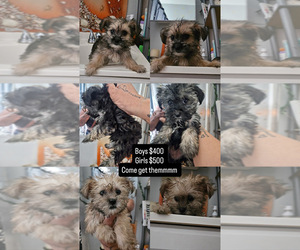 Shih-Poo-Yorkshire Terrier Mix Puppy for sale in CHICAGO, IL, USA