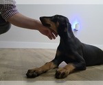 Small Photo #10 Doberman Pinscher Puppy For Sale in LOS ANGELES, CA, USA